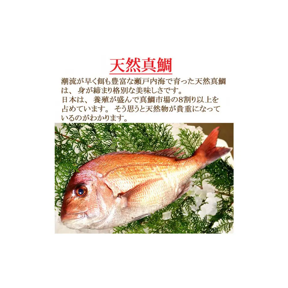 【お歳暮】【三枚おろし片身皮引きサク、片身皮付き】活き締め真鯛1尾（約1kg）タイ たい 刺身 鍋