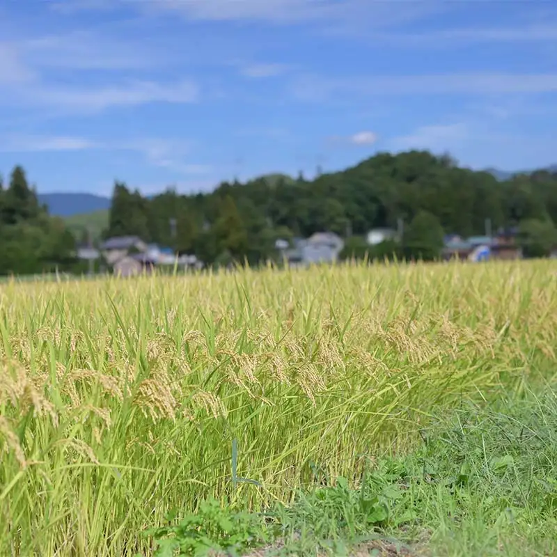 ≪新米先行予約≫【定期便12回】令和8年度 戸沢村産 はえぬき 10kg(5kg×2)×12回 合計120kg 精米 お米 米 ご飯 ごはん 白米 新米 ブランド米 銘柄米 国産 単一原料米 単一米 10キロ 120キロ 頒布 贈答 贈り物 ギフト プレゼント 自宅 家庭 お取り寄せ 食品 農家直送 山形県  F7W-0543