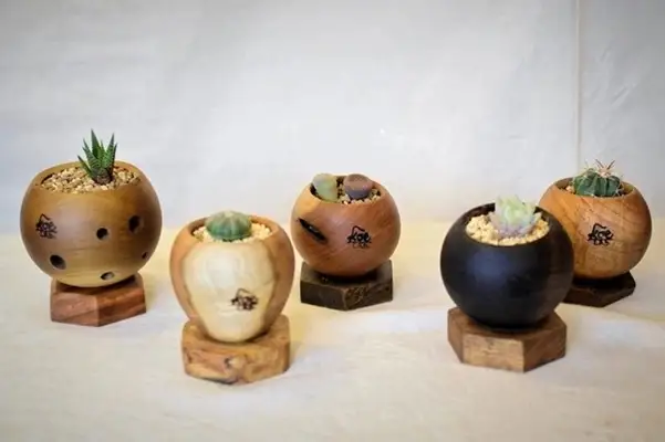 ぷらねぽっと　3点セット（サボテン・多肉植物付き）【植木鉢】
