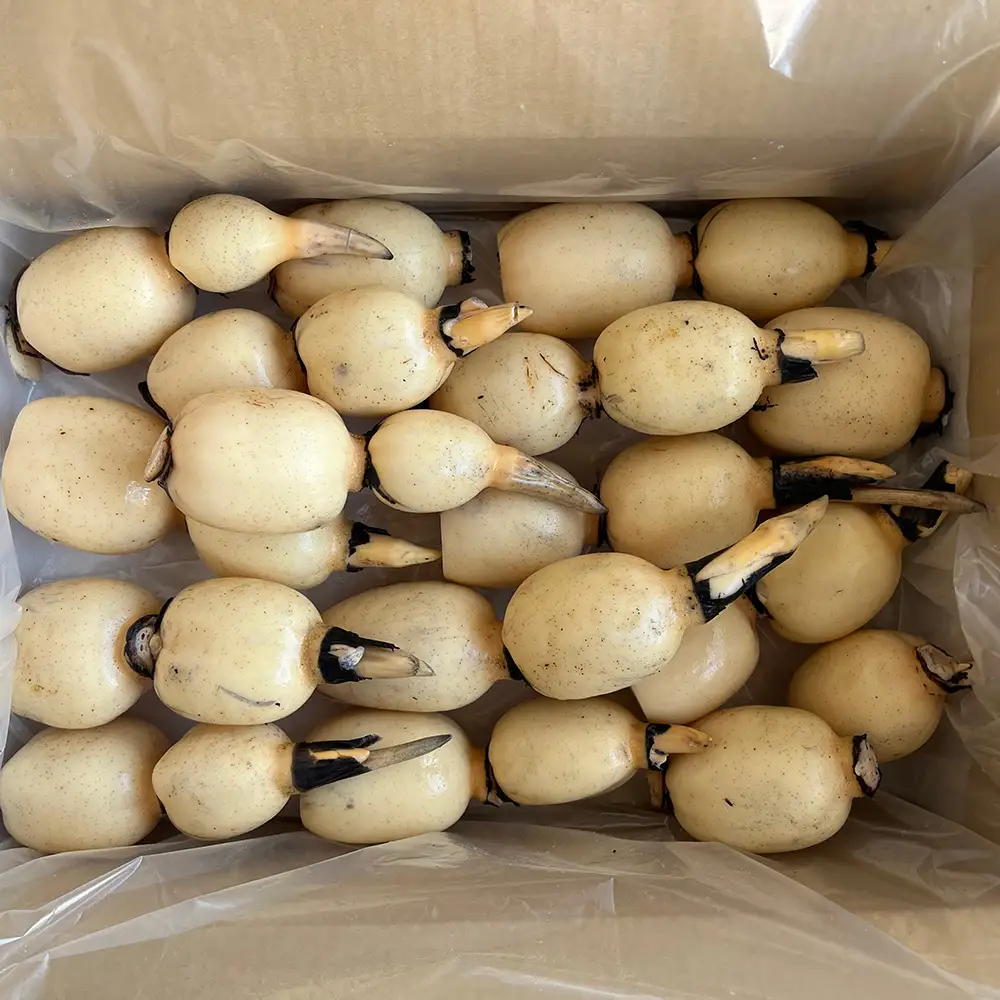 鈴木農園の新物れんこん ご家庭用・使い勝手よし 2kg 炒め物、サラダ、付け合わせに