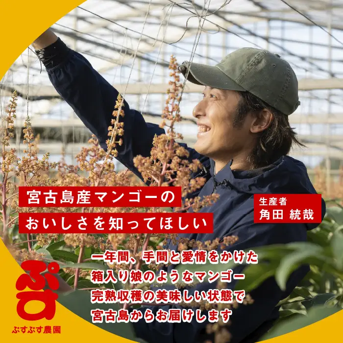 【先行予約】【ぷすぷす農園】＜2027年発送＞宮古島産完熟マンゴープレミアム（贈答用／2キロ／農園直送）（KY015）