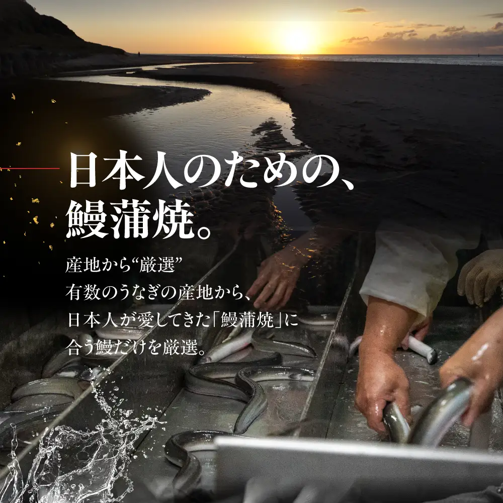国産特上 大和鰻 2尾（約312g~366g） 国産鰻 選べる 鰻 うなぎ unagi ウナギ 蒲焼 長蒲焼 国産うなぎ 鰻蒲焼 上 特上 贈答 ギフト 豊橋うなぎ 土用の丑の日 カネナカ 冷凍 限定 うな重 うな丼 ひつまぶし 愛知県 豊橋市