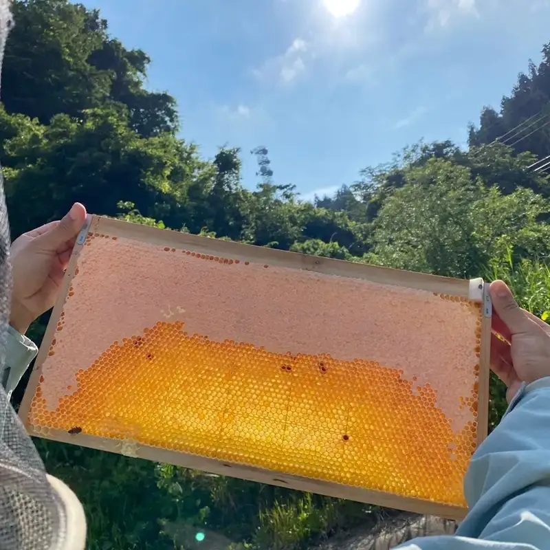 新潟県産はちみつ　あかしあ500g・春百花蜜500ｇ
