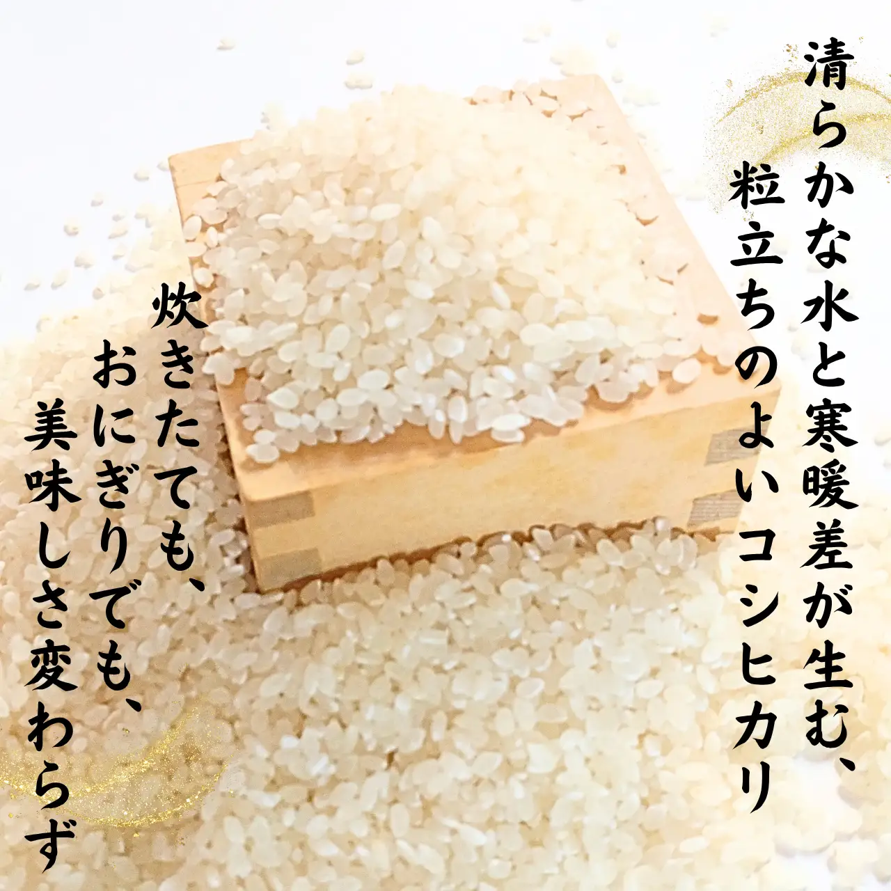 米 令和8年産 コシヒカリ 精米 のむき風の郷 5㎏×2袋  [B-024007]