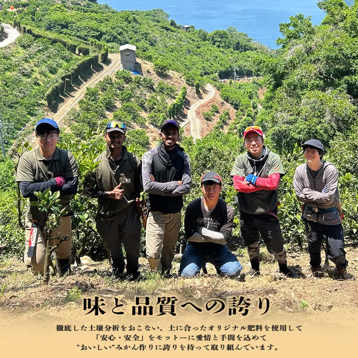 【先行受付】ゼリーのような食感！「媛一まどんな」訳あり約3.5kg入【28-52】YWTN034