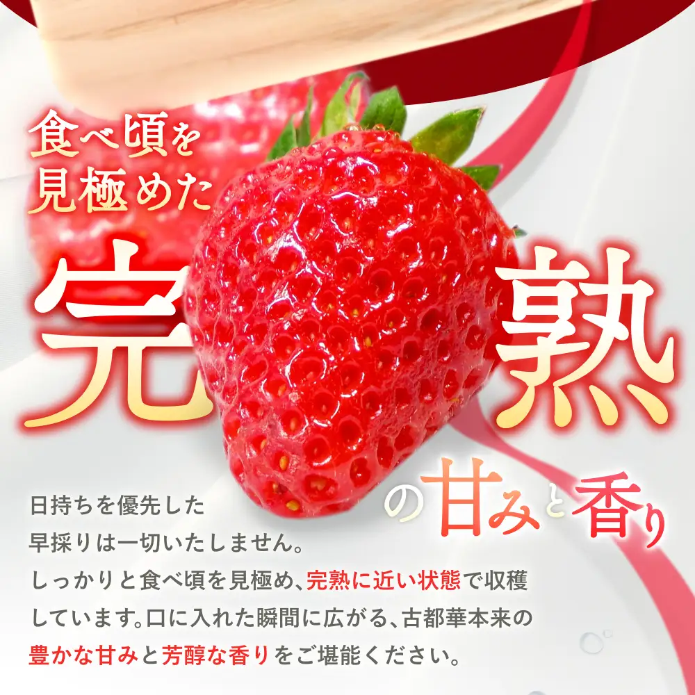 いちご 葛城市産いちご食べ比べセット　2パック【ichi0005】