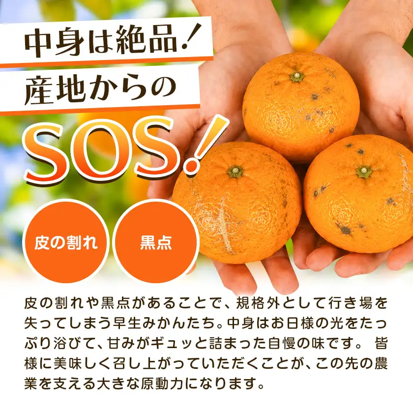 超訳あり早生みかん 約10kg みかん