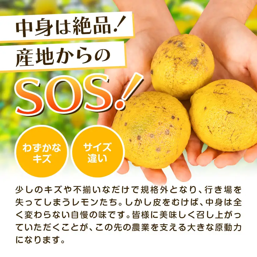 超訳ありレモン 約5kg レモン