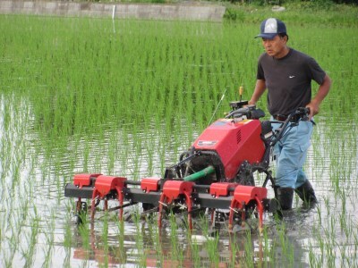 無農薬栽培 コシヒカリ 玄米 2ヶ月に1回定期便（全3回）＜計13.5kg（4.5kg×3回）＞ | 米 お米 コメ ご飯 お取り寄せ 贈り物 上原農場 埼玉県 杉戸町