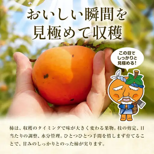 柿4kg 訳あり たねなし