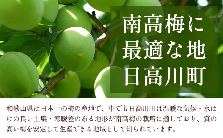 訳あり 南高梅 約5kg 梅 うめ