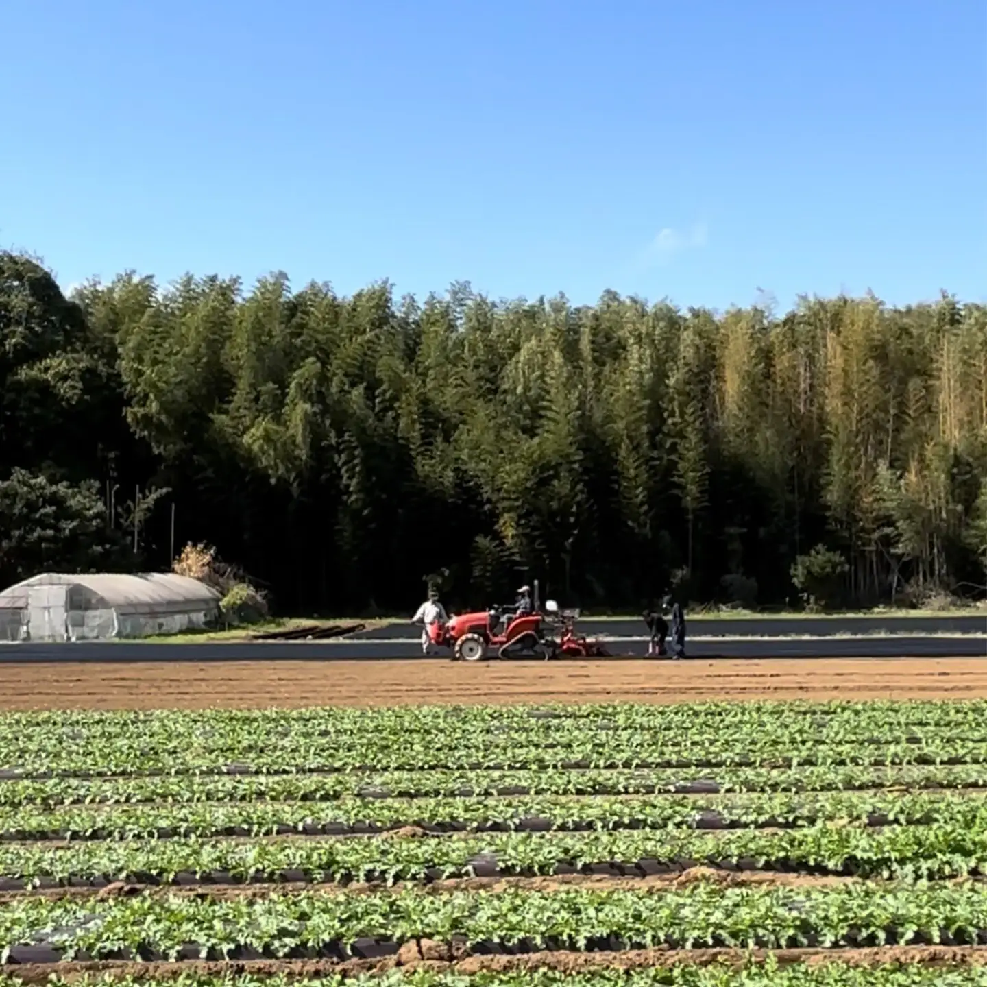 【先行予約】3回定期便 熟成紅はるか 干し芋 （丸干し・平干し）500g×2袋 1kg  干芋 ほしいも