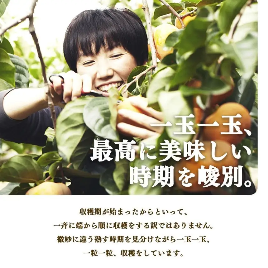 【 堀うち農園 】どっさり 約 5kg 訳あり 富有柿 | フルーツ くだもの 果物 柿 かき デザート 人気 国産 産地直送 カキ 果実 11月 順次発送 秋 旬 味覚 グルメ お取り寄せ 大容量 農家直送 ビタミン タンニン 食物繊維 豊富 美容 健康 特産品 甘い 多汁 甘柿 株式会社堀内果実園 柔らかい こだわり わけあり 訳アリ 自宅用 家庭用 ご自宅用 奈良県 五條市