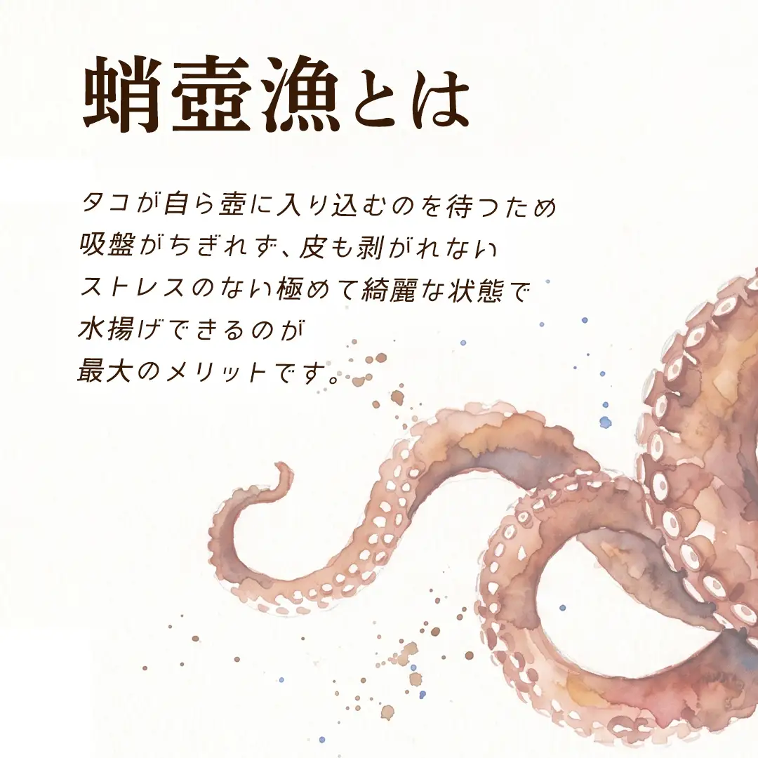 瀬戸内海産 天然真蛸 1杯分 冷凍真空パック [OK39_007]
