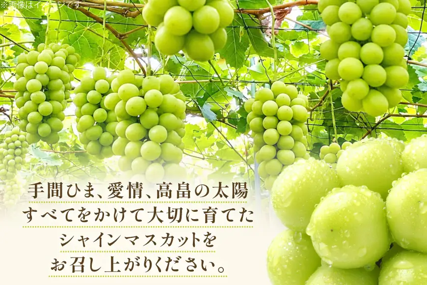v1?ProductId=2052478&