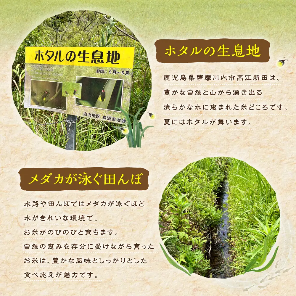 【先行予約】 令和8年米 【KODAMAFARMS】 にじのきらめき 10kg （5㎏×2袋） KODA米 白米 米 お米 おこめ 常温 【2026年11月上旬から順次発送予定】_ss2394