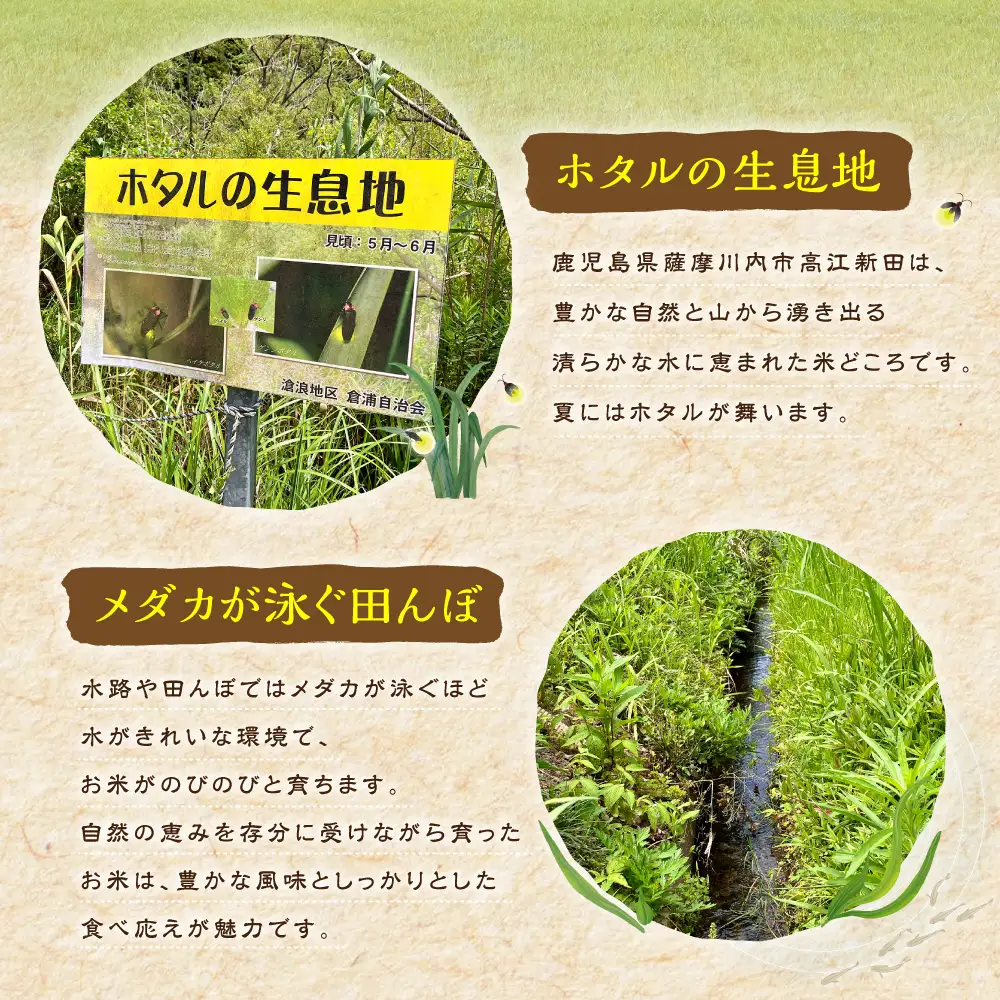 【先行予約】 令和8年米 【KODAMAFARMS】 あきの舞 10kg （5㎏×2袋） KODA米 白米 米 お米 おこめ 常温 【2026年10月上旬から順次発送予定】_ss2395