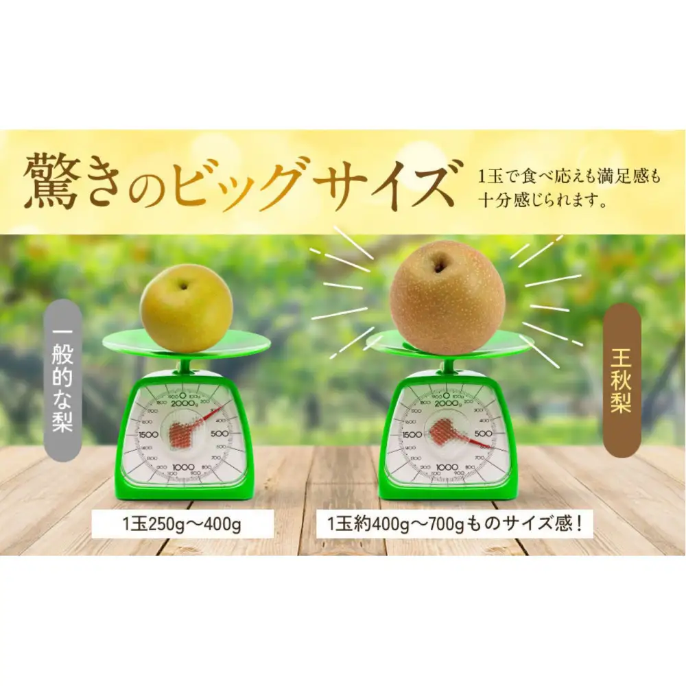 【先行予約】ギフト用 数量限定 鳥取県産”王秋梨（おうしゅうなし）” 約5kg （8～15玉）≪2026年11月中旬頃出荷≫