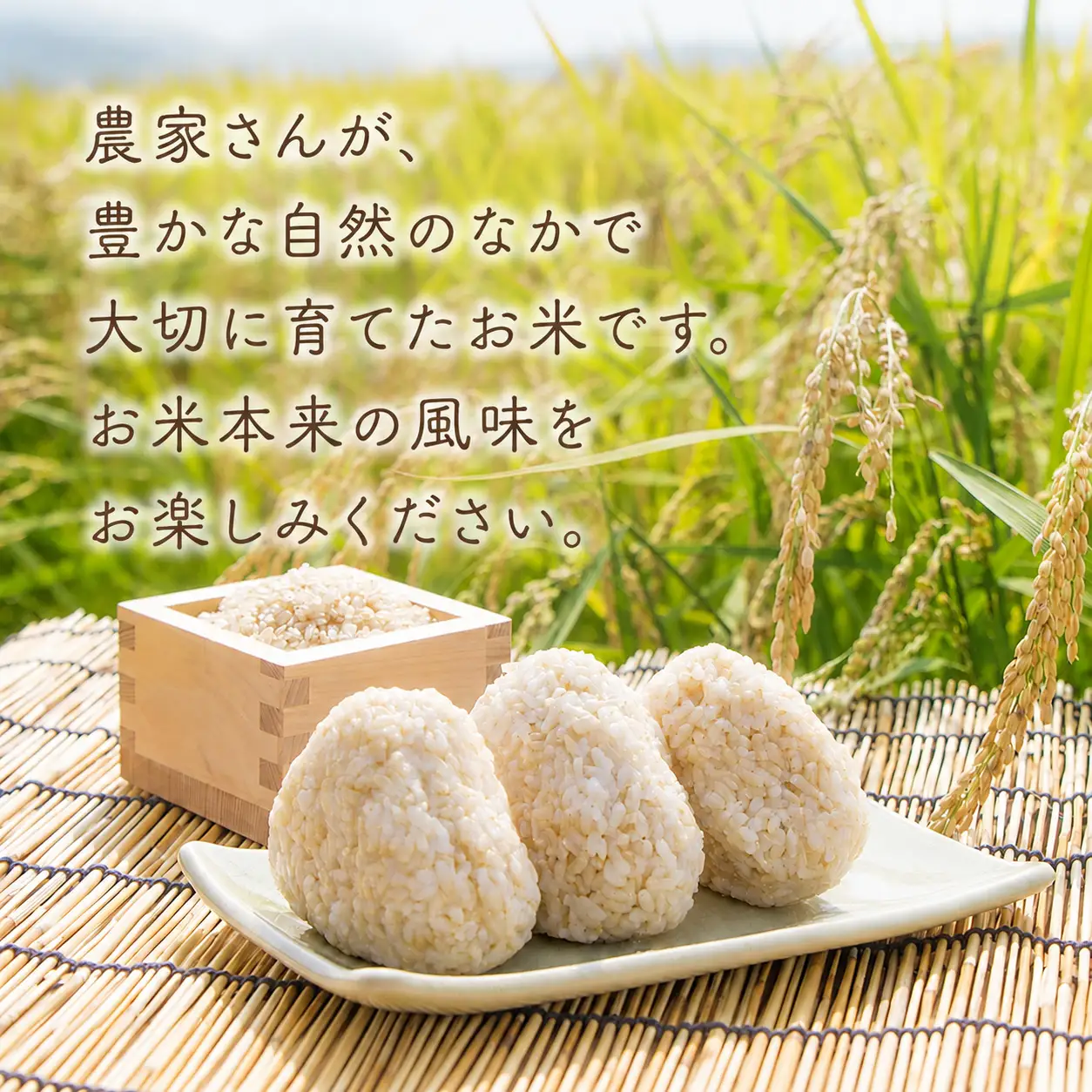 先行受付 令和8年産 にこまる玄米 20kg 5kg×4回 定期便 【にこまる