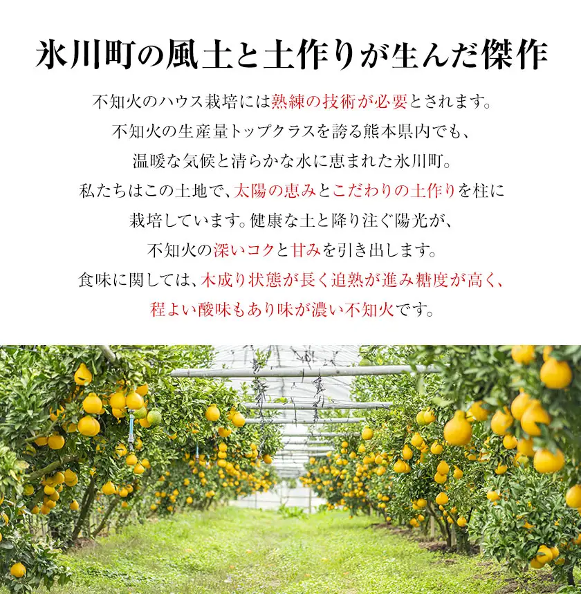 不知火 福岡農園 不知火 3.5kg 贈答用