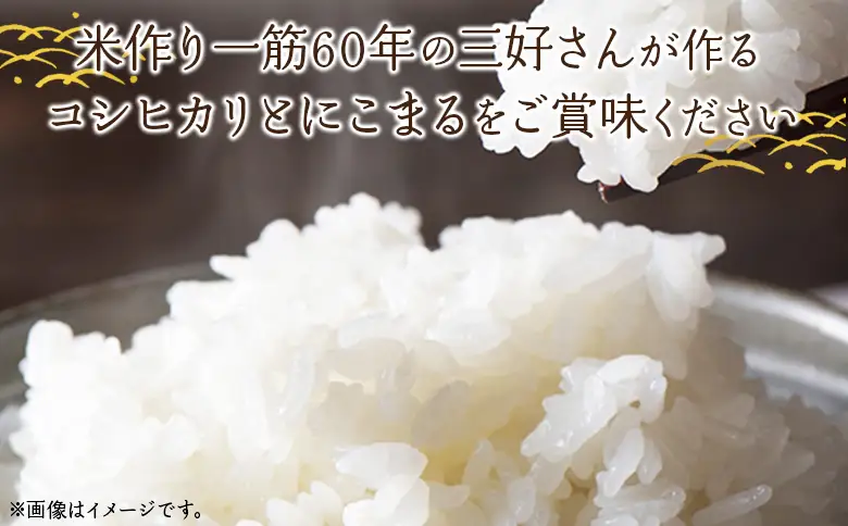 ＜令和7年産 西予市宇和町産 コシヒカリ・にこまる 食べ比べセット 合計10kg（各5kg）＞ お米 コメ 白米 精米 ご飯 ライス 穀物 こしひかり 晩稲 大粒 特産品 三好フク 愛媛県 西予市 『1か月以内に順次出荷予定』 UMH0004