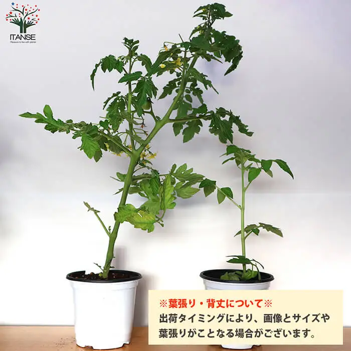 すずなりトマトの苗(10.5cmポット×2個) トマト ミニトマト トマト苗 家庭菜園 プランター栽培 露地栽培 超多収穫 多収型 糖度 初心者向け 10.5cmポット ベランダ菜園 夏野菜 新登場 【m112-03】【ITANSE】
