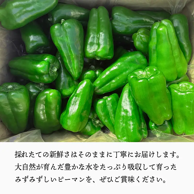 宮崎県高原町産ピーマン2kg（約40～45個）　[国産 九州産 炒め物 焼肉 BBQ 肉詰め 天ぷら 中華 10000円以下] TF0919ｰP00082