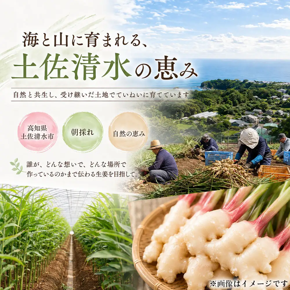 新生姜 3kg 水洗いのみ【R01773】