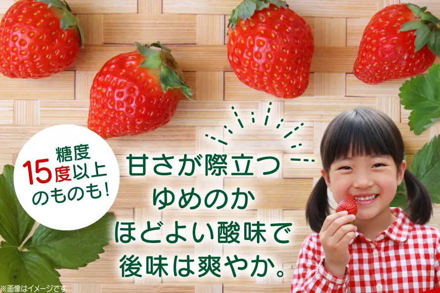 いちご 大粒 先行予約 長崎 ゆめのか 約 1kg