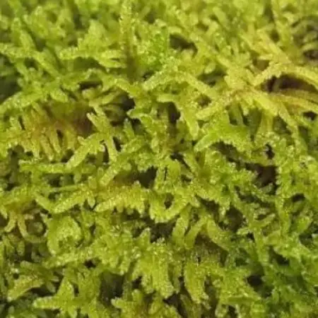 【テラリウム用】苔弁当 (苔のみ)【1778159】
