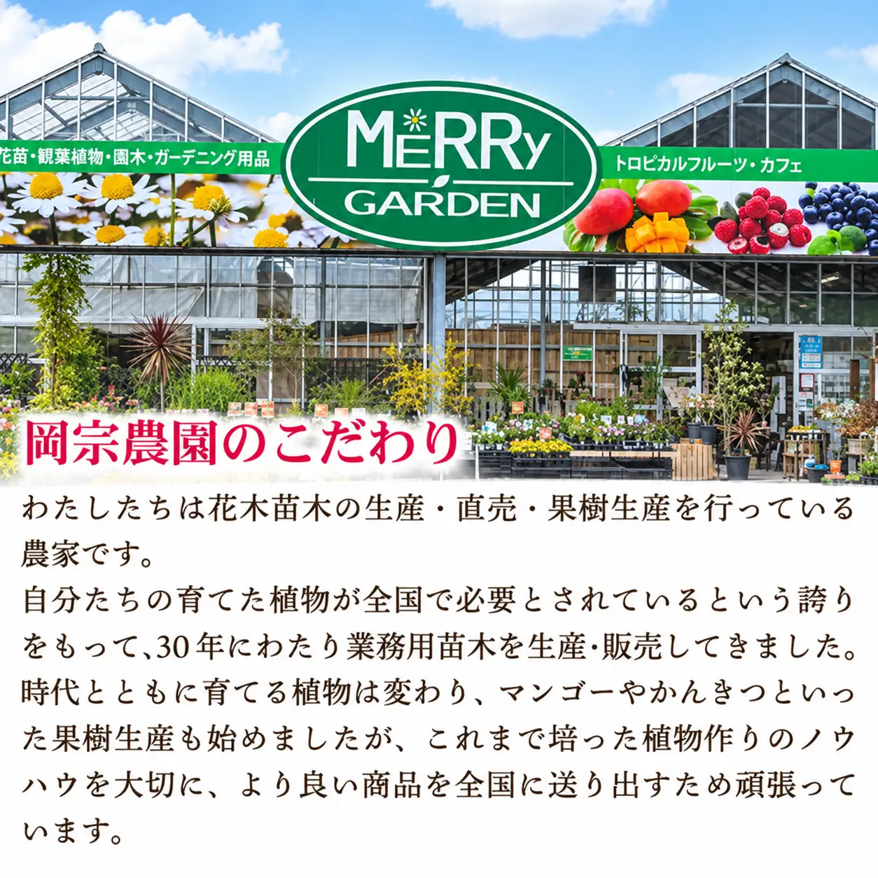 みかん 花良治みかん 青玉 3kg