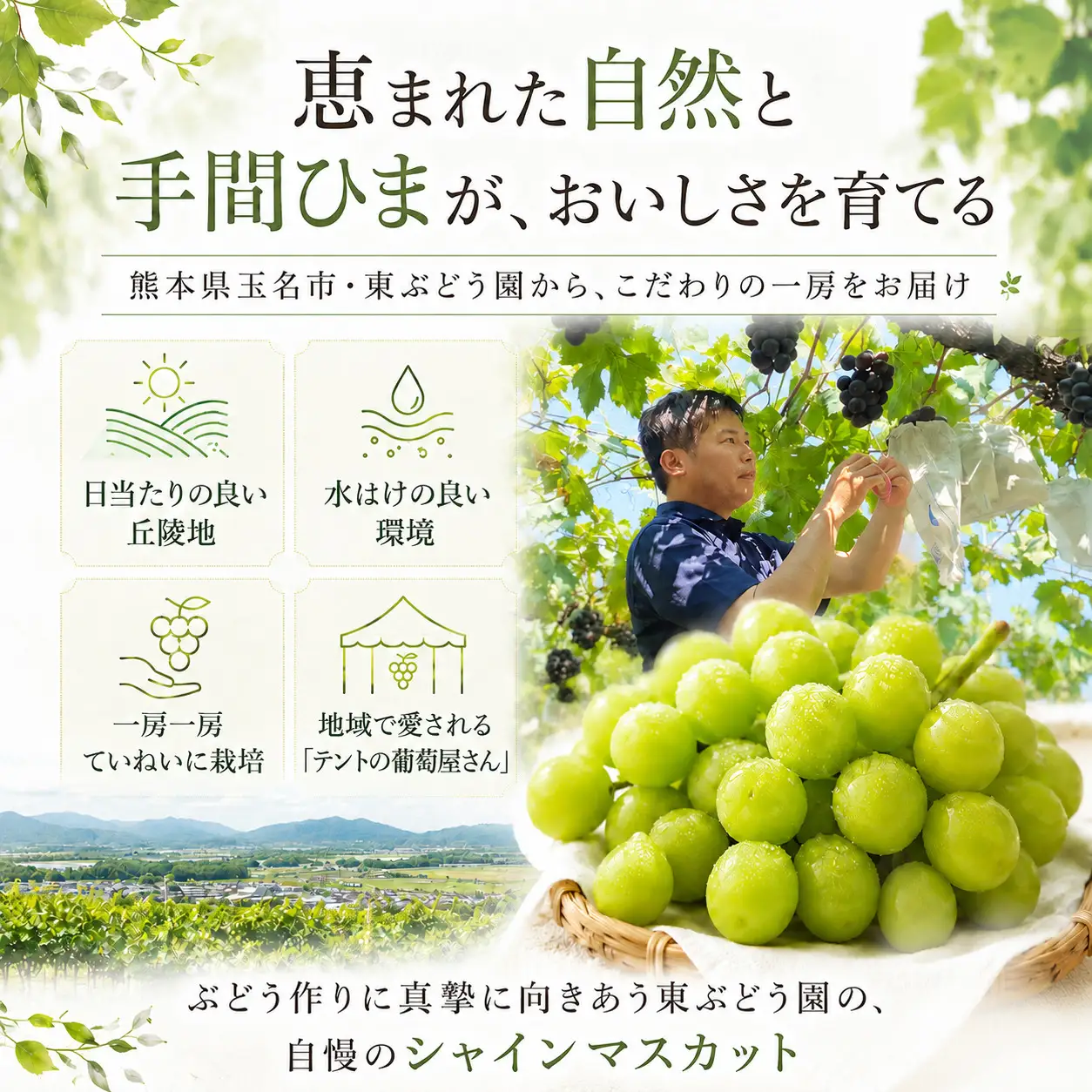 熊本県産　東ぶどう園　シャインマスカット　3房（1.5kg以上）