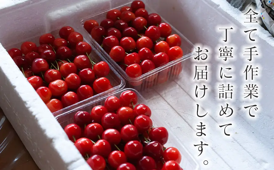 【令和9年産】さくらんぼ 佐藤錦 Lサイズ バラ詰め 500g 山形県鶴岡産 鈴木弥吉さくらんぼ園 K-935