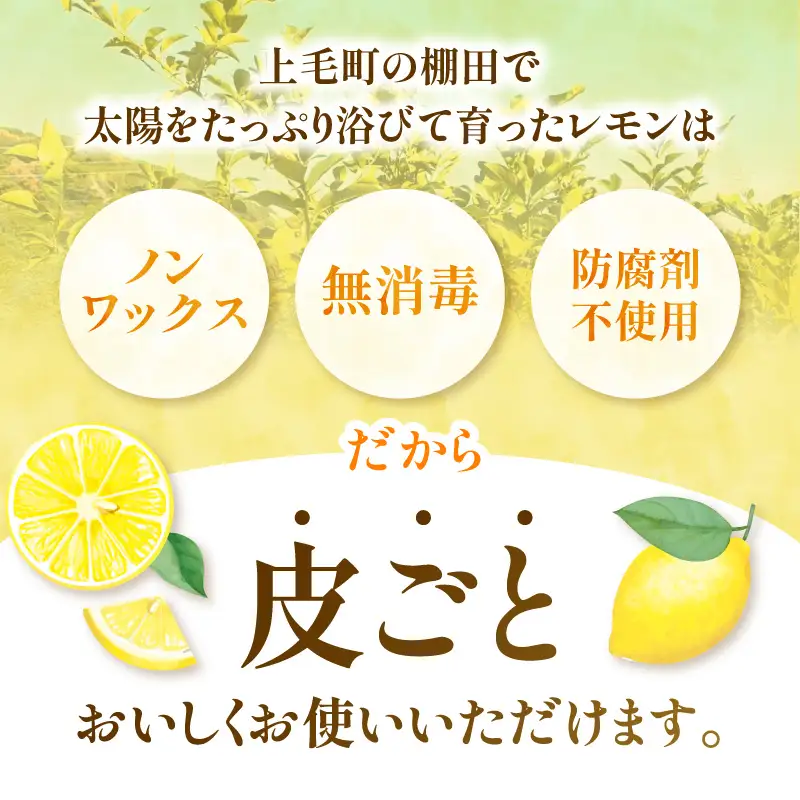 【先行受付】 上毛町産ラフマイヤーレモン 1.5kg （完熟レモン） _OF0508