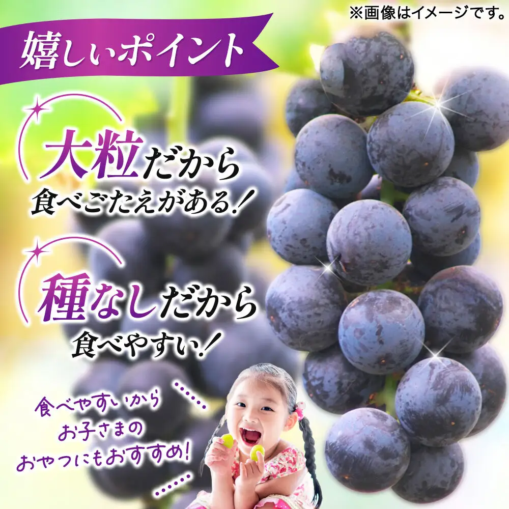 濃甘な完熟葡萄 横手市大沢地区産 旬な種無し大粒品種 巨峰  約2kg フルーツ 果物 秋田