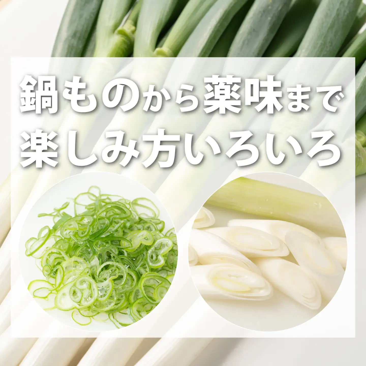【先行予約】長ネギ 3kg 長ネギ