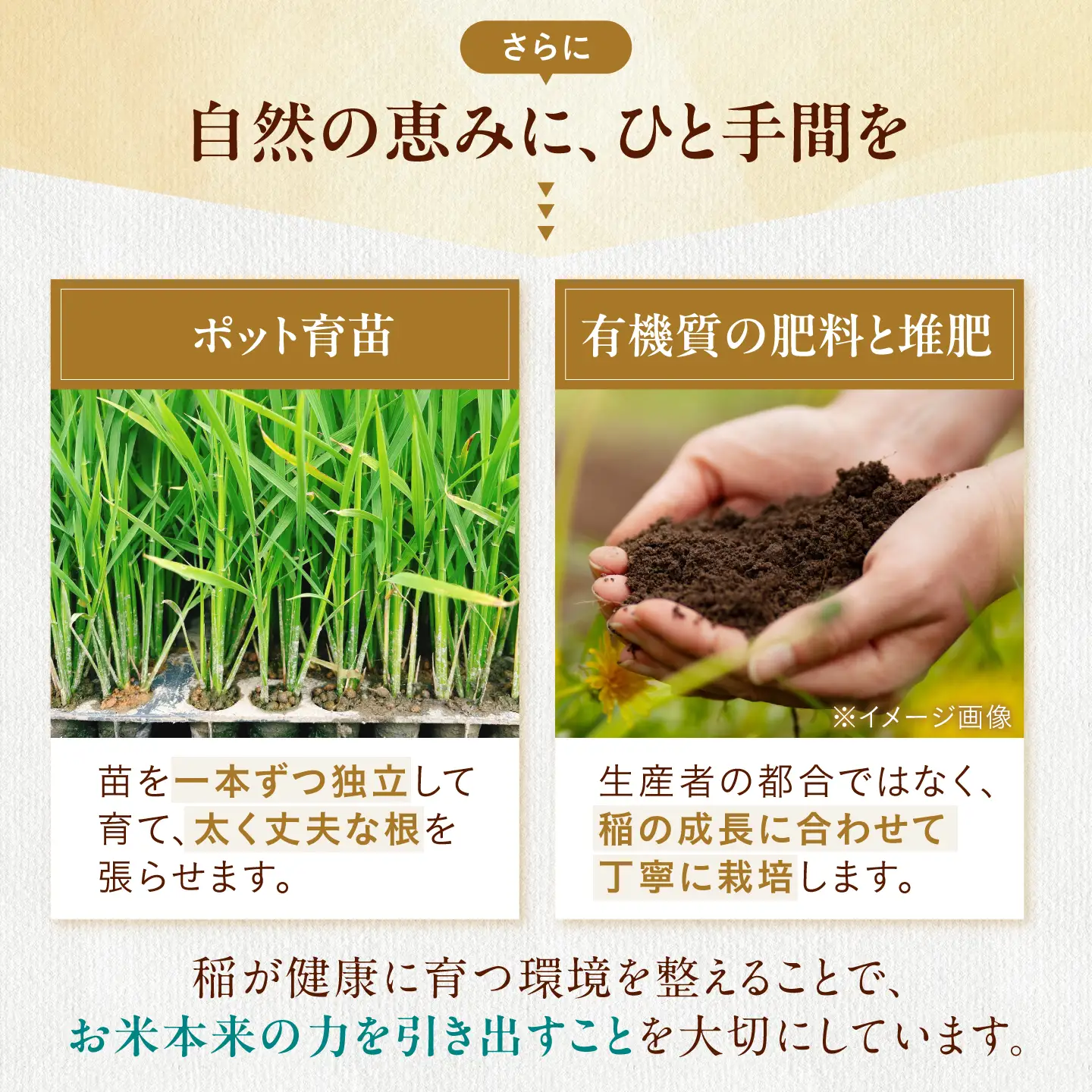 白米 特別栽培米コシヒカリ10kg 白米[AQEB003] 白米