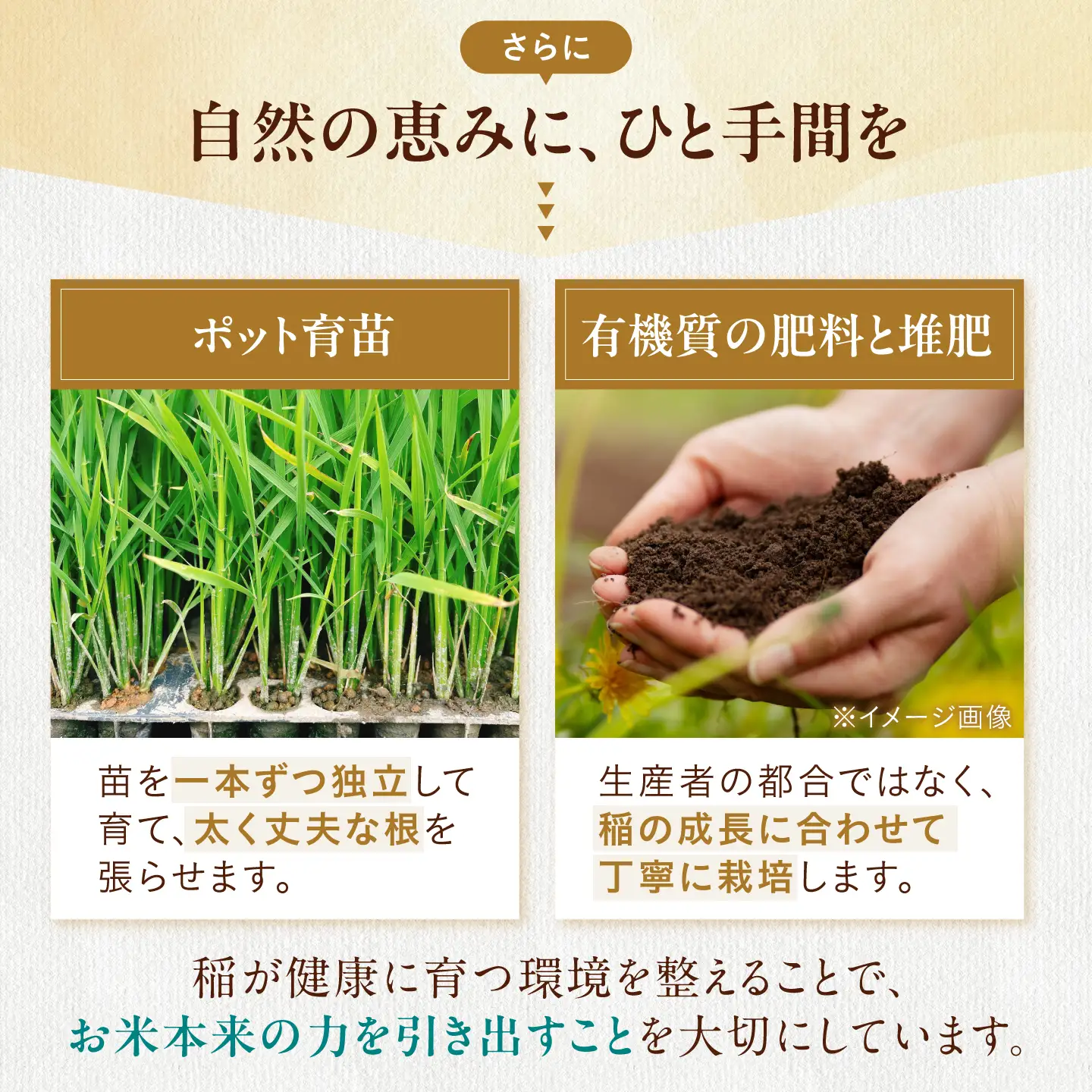 先行予約＞特別栽培米コシヒカリ5kg 玄米[AQEB005] | 滋賀県長浜市
