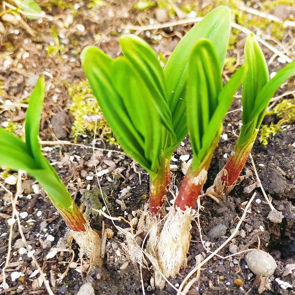 【2027年4月発送・先行受付】山菜 行者ニンニク 約250g 青森県十和田市産