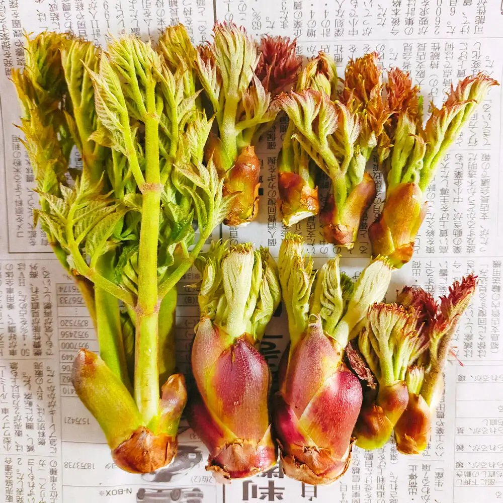 【2027年4月下旬発送・先行受付】山菜 タラの芽 約200g 青森県十和田市産