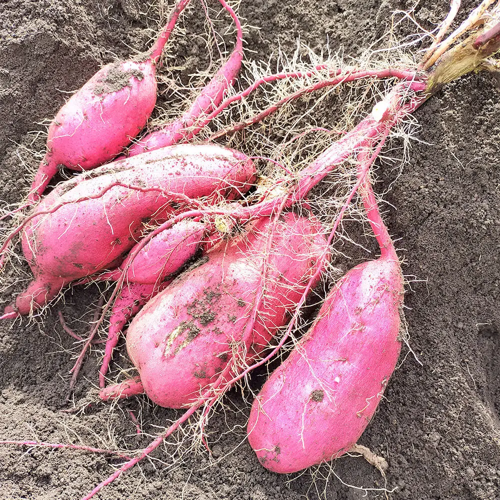 【11月中旬発送・先行受付】ホクホク系のさつまいも 食べ比べ 約4kg 青森県十和田市産
