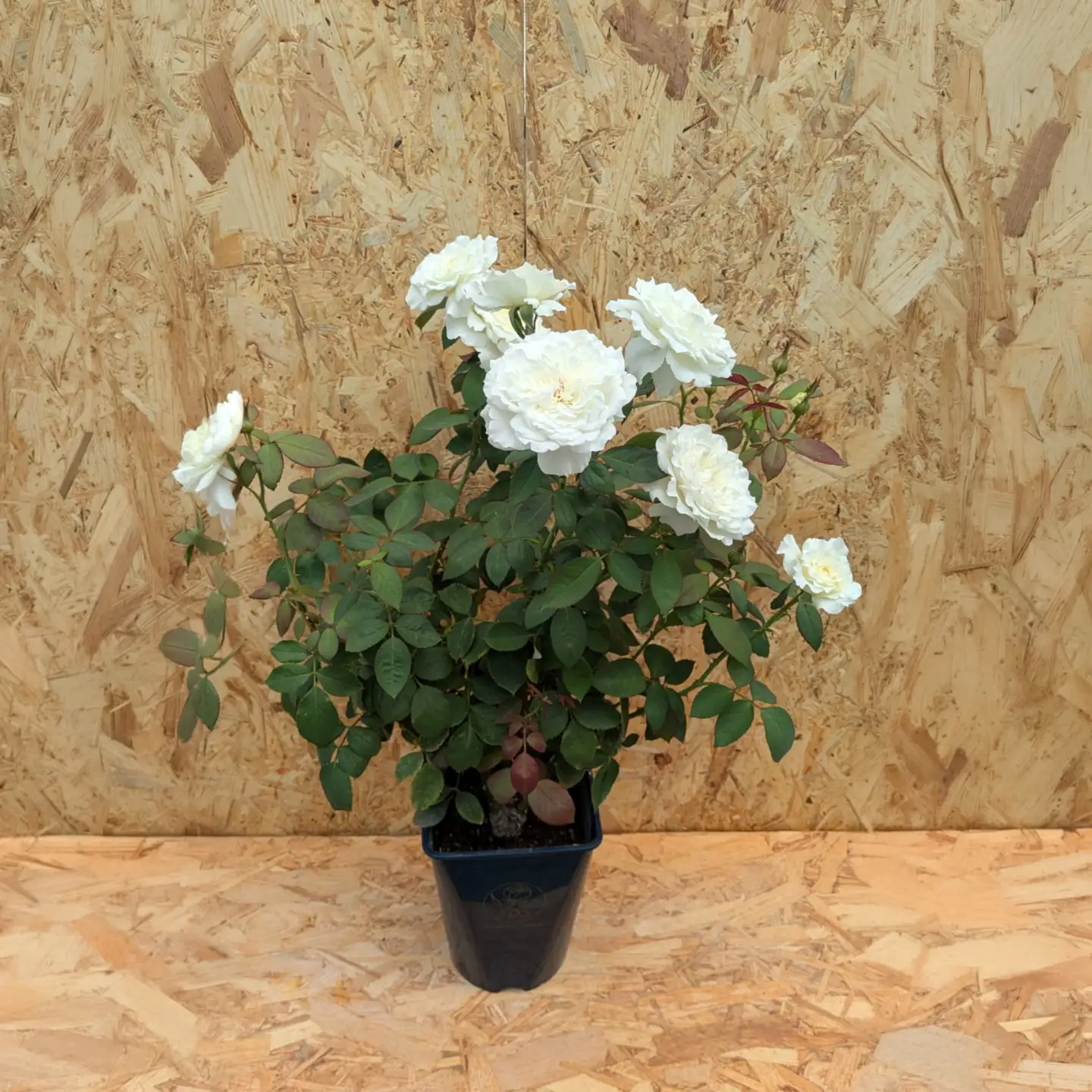 コマツガーデン直営店「ROSA VERTE」で選ぶ、自社生産バラ大苗引換券 SWBD016