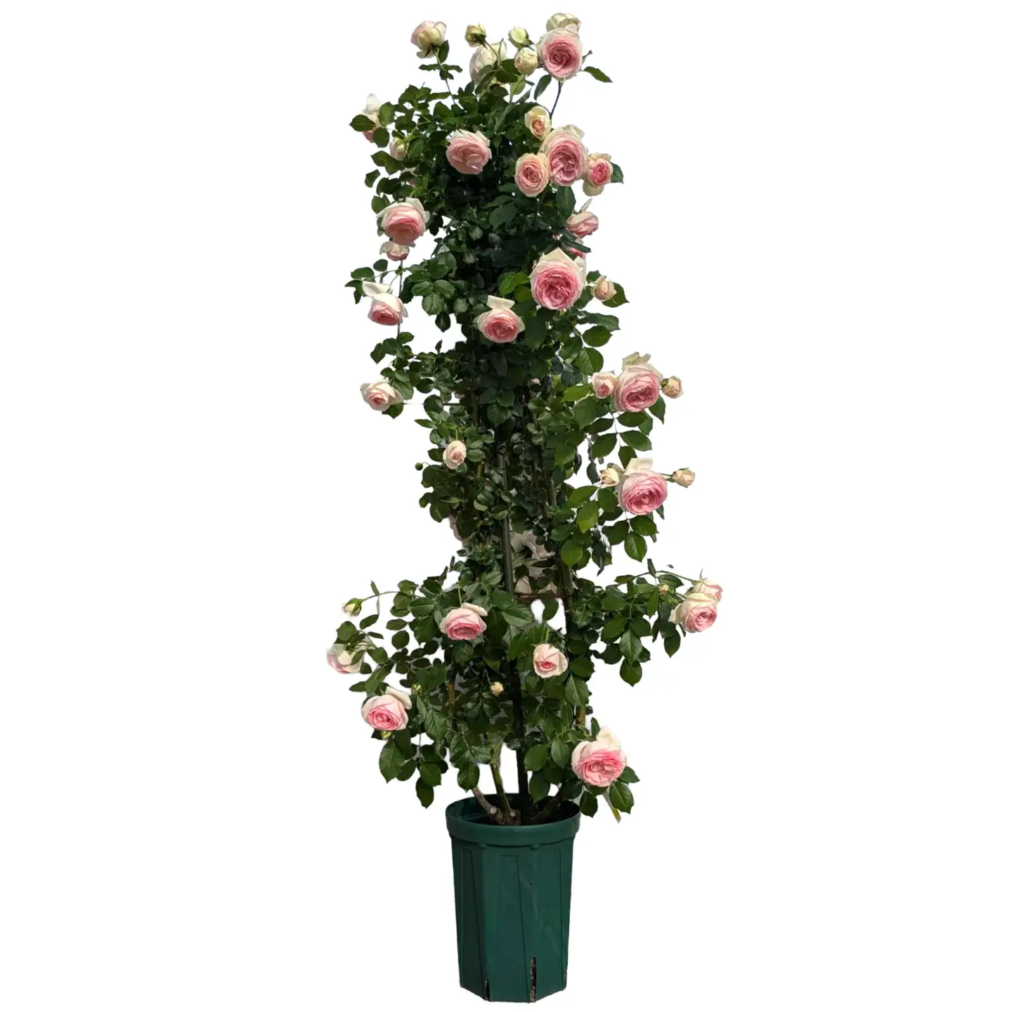 コマツガーデン直営店「ROSA VERTE」で選ぶ、自社生産 長尺バラ苗引換券 SWBD017
