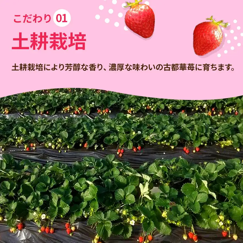 いちご 2回定期 古都華 約500g 250g×2パック 先行予約 高評価 冷蔵配送 フルーツ 果物 旬 産地直送 農家直送 完熟 旬の果物 お取り寄せ おやつ デザート ことか イチゴ 冷蔵 奈良県産 奈良 大和郡山市 BN001