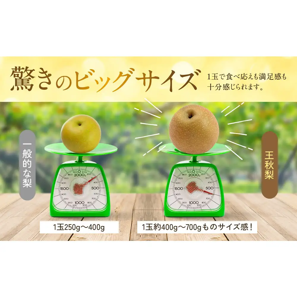 訳あり 数量限定 鳥取県産 王秋梨（おうしゅうなし） 約5kg （7～15玉）≪2026年11月中旬頃出荷≫ 【鳥取県 境港市】