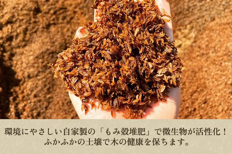 【2026年先行予約】【家庭用】新潟県産 和梨 新興 3kg（4〜7玉）《10月下旬～順次発送》しんこう 梨工房みつば会