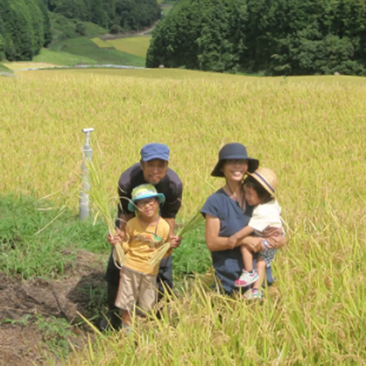 【令和8年産 新米】しょうちゃんの棚田米 夢しずく 玄米 5kg 佐賀県産 米 栽培期間中農薬・化学肥料不使用 _b-94
