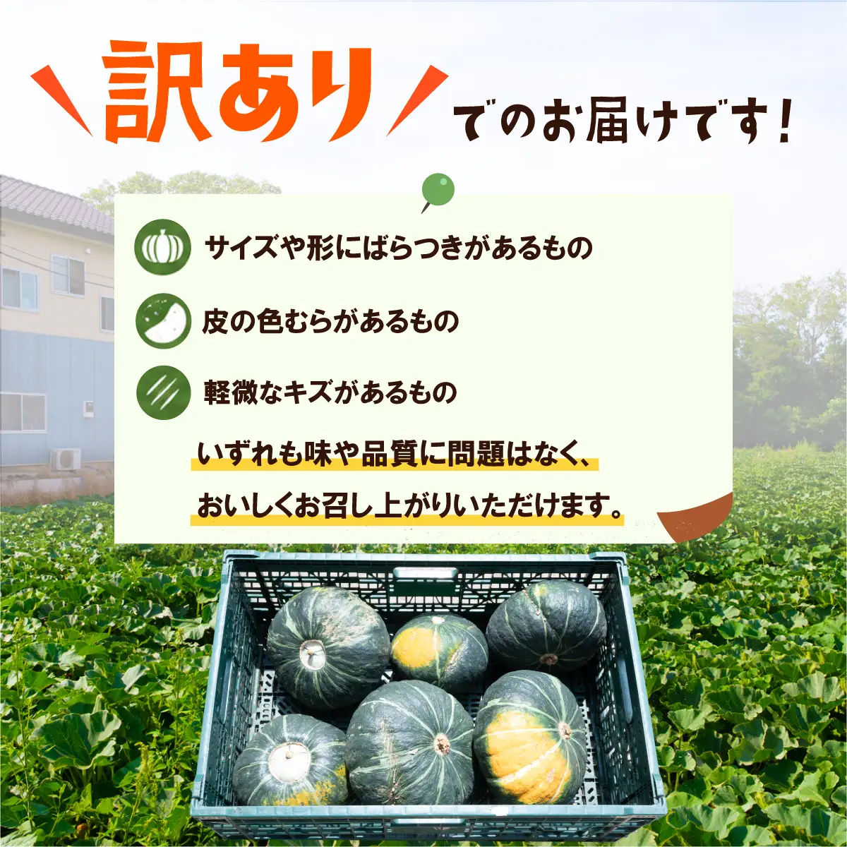 【訳あり】かぼちゃ くり大将 カボチャ 約3kg (1～3玉) 