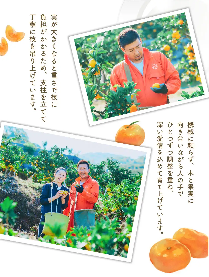 ぎょくだんケンのみかん 約5kg ぷらっとぎょくとう 《11月下旬-12月中旬頃出荷》