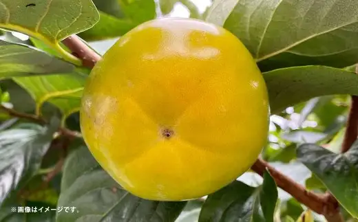 太秋柿 約6kg （ 16 ～ 30玉 ） 柿 かき カキ 果物 くだもの フルーツ 果実 果肉 食感 甘み 国産 熊本県産 冷蔵 【 2026年10月上旬～11月上旬発送予定 】